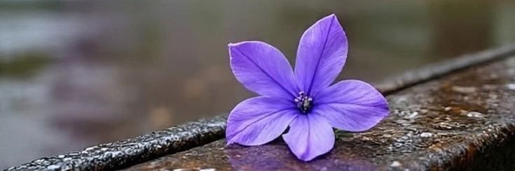 جمال الطبيعة banner