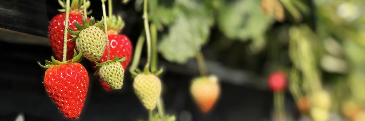 ごり子☺︎1y🦖+22w🥚🎀 banner