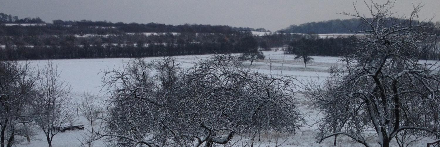 Guim's 🐝🦁 banner