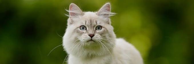 Cute 😺 cat banner