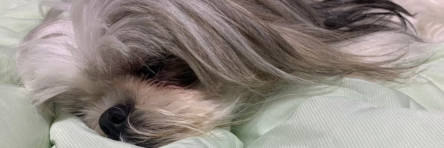 (ᴗ͈ ᴗ͈ ꢏ鸞ꢖ banner