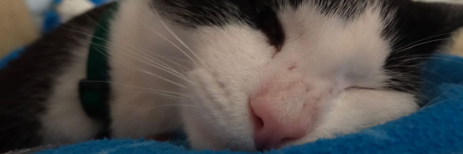 NoeliaFerrite's profile banner image