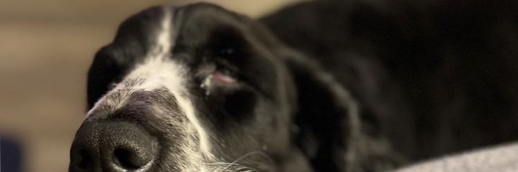 Rbaby🏴󠁧󠁢󠁷󠁬󠁳󠁿 banner