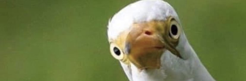 bcprescott's profile banner image