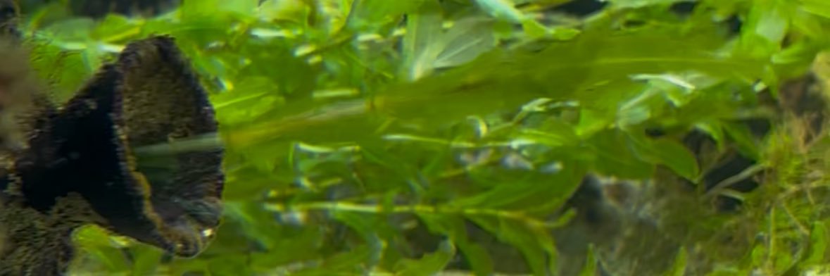 か banner