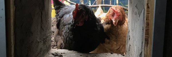 ZoeCPorter Profile Banner