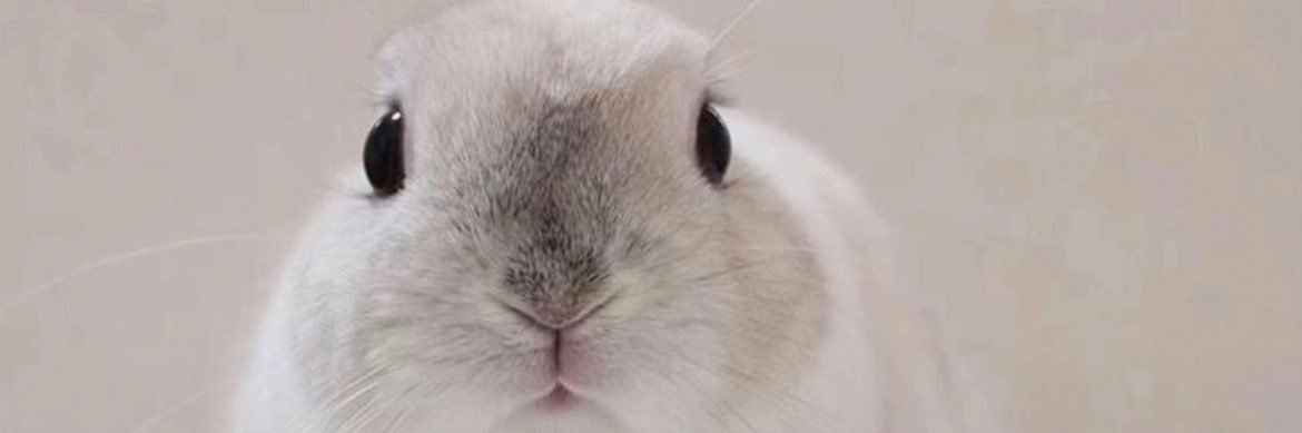 littleloverkat's profile banner image