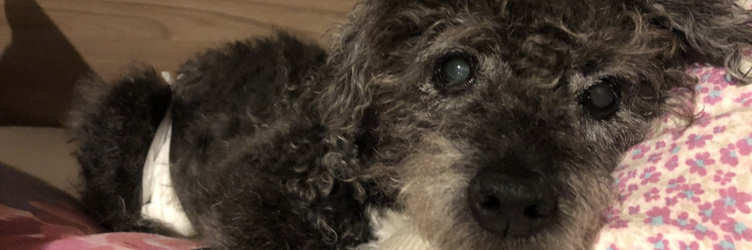 CymruGirl Ⓥ🏴󠁧󠁢󠁷󠁬󠁳󠁿🇵🇸 banner