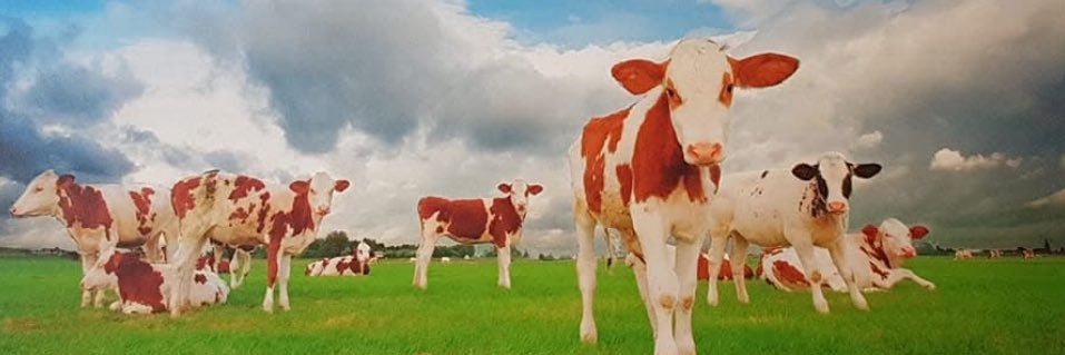 Monique VosVerwaijen banner