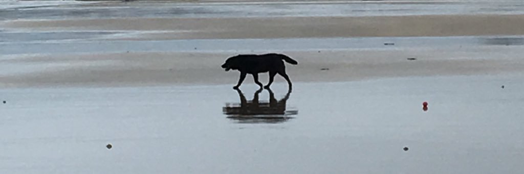 Katie Higgins banner