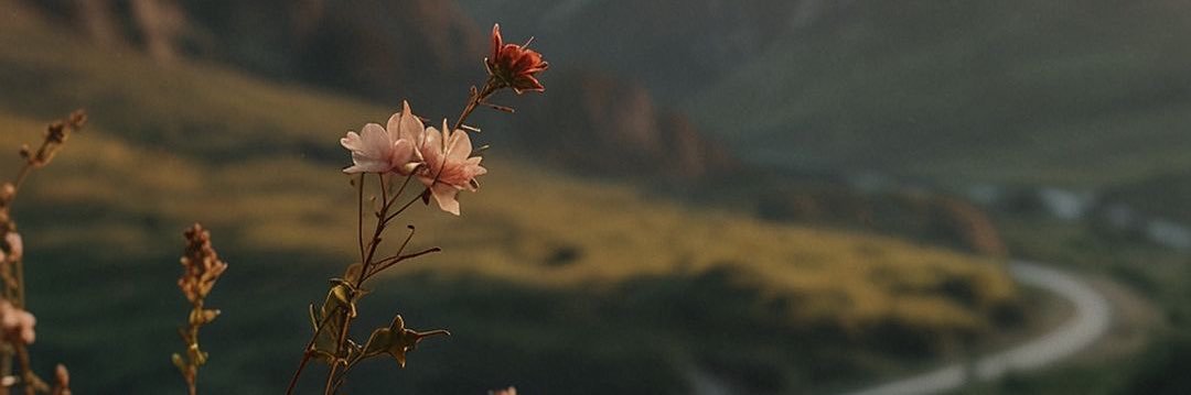 𝑽𝒂𝒍𝒆𝒓𝒊𝒂. banner
