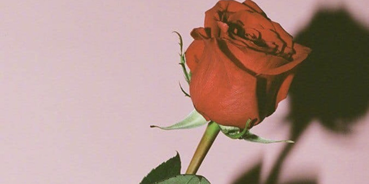 IamBabyRose's profile banner image
