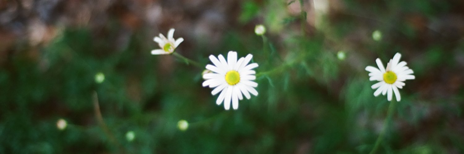 FroheGans's profile banner image