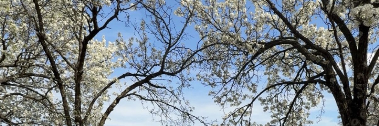 noahcapenerd3rd's profile banner image