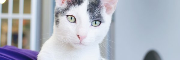 SAFeRescueCats Profile Banner