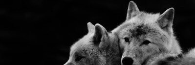 WolfChev's profile banner image