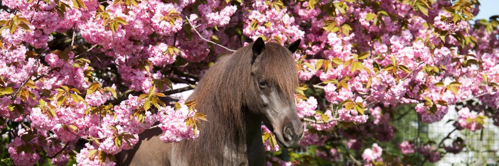 IVHorse's profile banner image