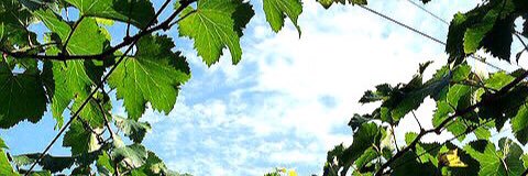 wataha132's profile banner image