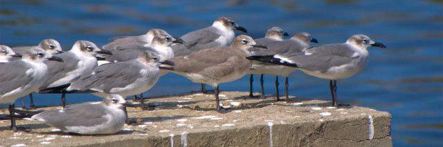 Filippo Bilotti banner