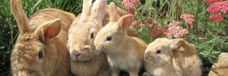 Arthur of bunnytwt banner