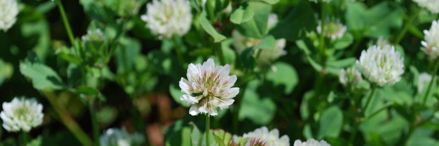 Georgia Forages banner