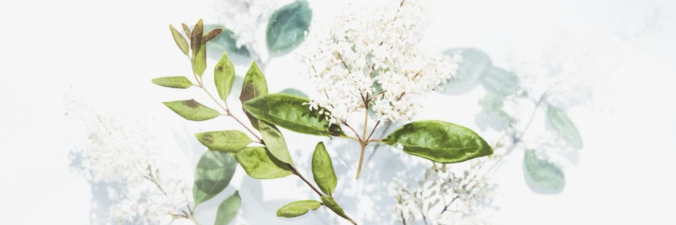 𝘈𝘯𝘯𝘢𝘪𝘫𝘰 banner