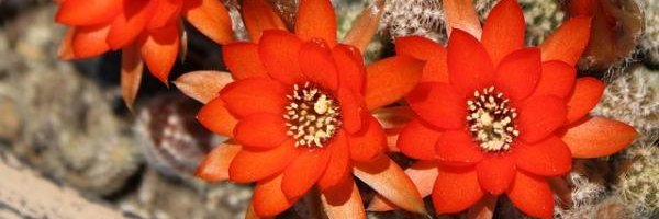 Andrea  🇦🇷 banner