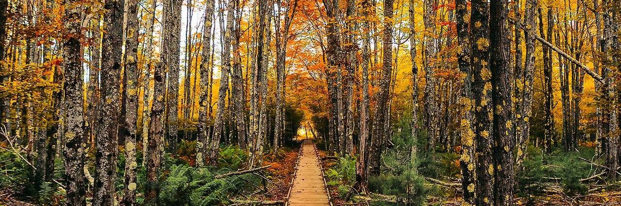 ArikaDeann's profile banner image