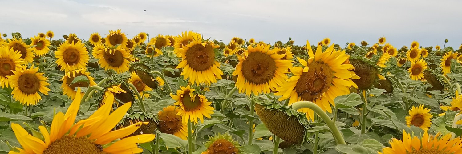 FabrinaBerra's profile banner image