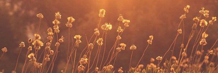 Mini_Bossa's profile banner image
