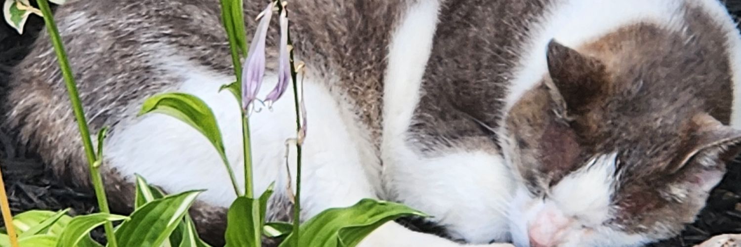 DapperSheep8030's profile banner image