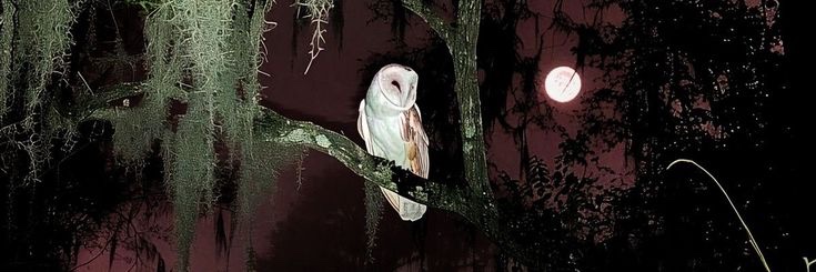 dellaarcana_'s profile banner image