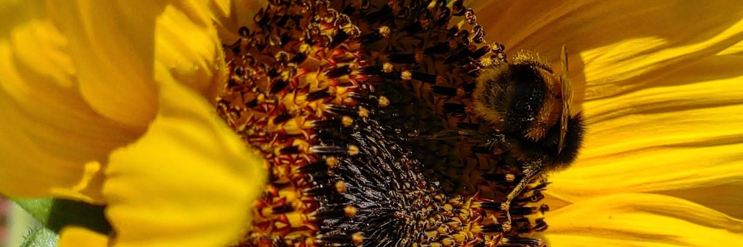 ⓕⓡⓐⓩⓔⓡ banner