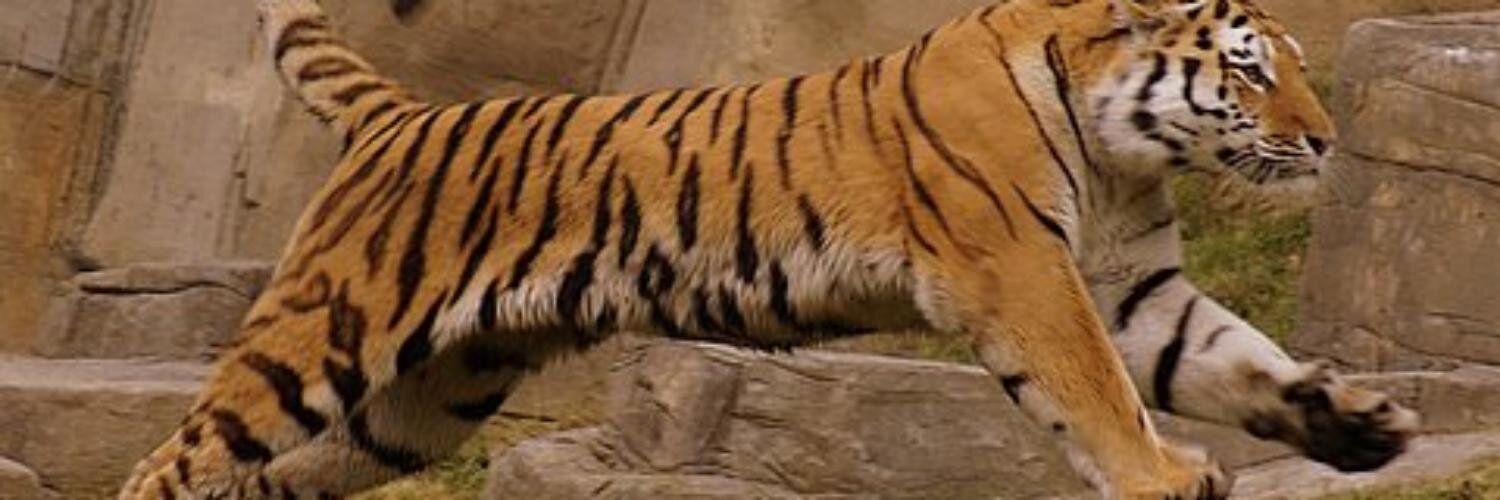 ElinevVeen's profile banner image