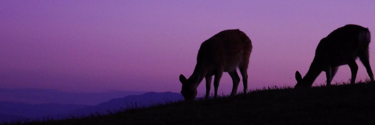 24show's profile banner image