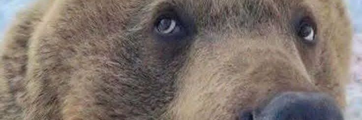 Turd Ferguson banner