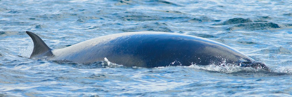 Northern Experience banner