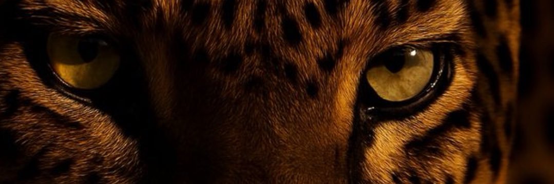 1appleuser's profile banner image