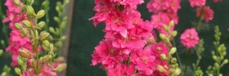 VJones59332's profile banner image