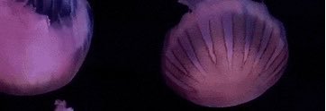 sillygal9411's profile banner image