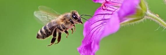 TheStreetBee's profile banner image