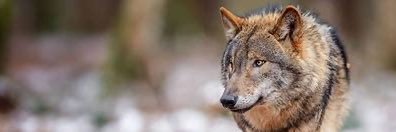 Lexi Redstone banner