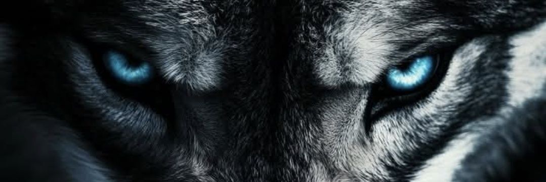 GreyWolfEvo's profile banner image