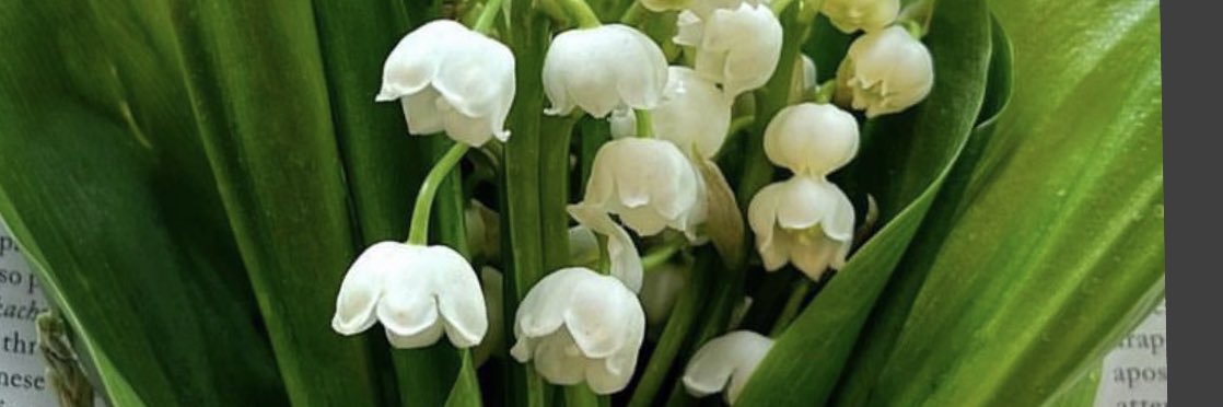 Lily of the Valley banner