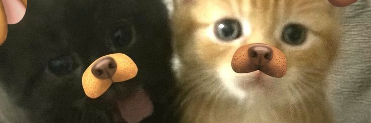 _applecrumbs's profile banner image