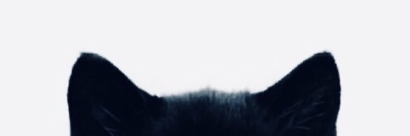 harveyforhalos's profile banner image