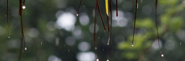 prasadprechu Profile Banner