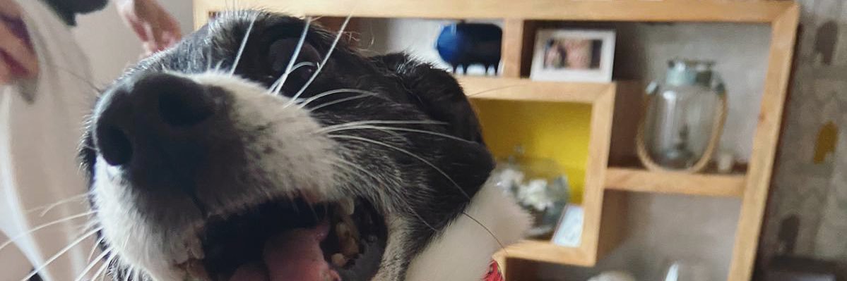 RyanMullz's profile banner image