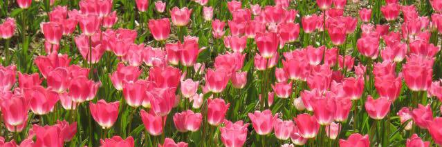 canım sıkıldıkça çektiğim fotoğrafları paylaşıyom banner