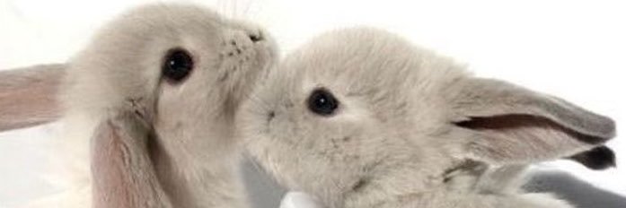 elenabqq2's profile banner image